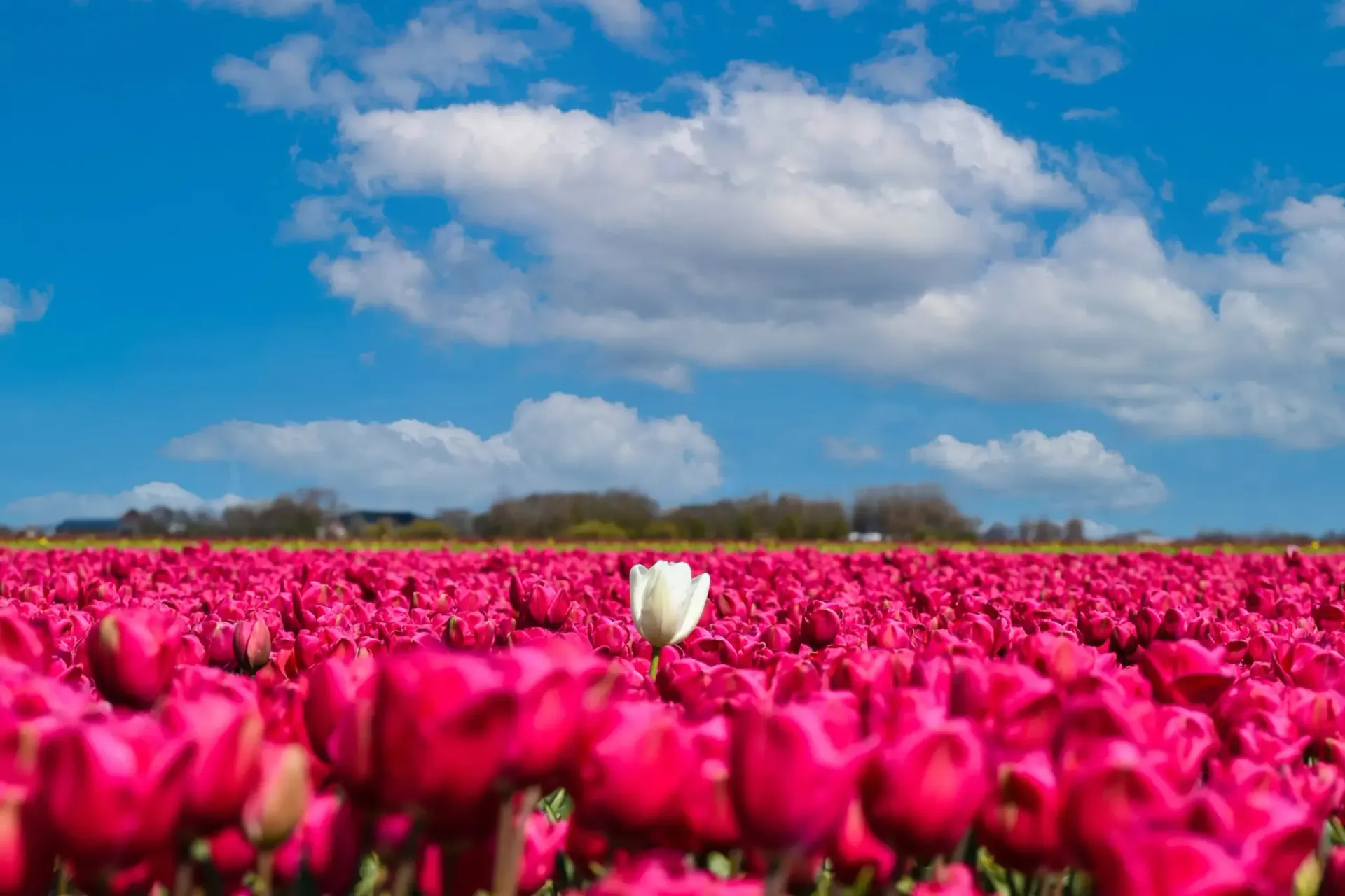 A field of pink tulips with a white tulip in the middle.