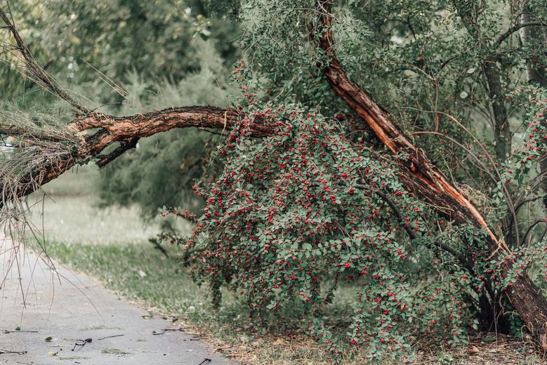 A tree that has fallen on the side of a road.