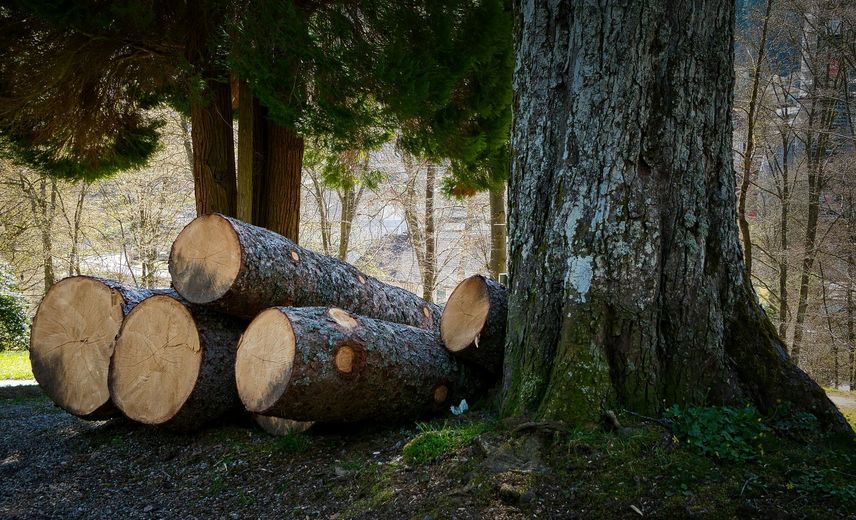 A pile of logs sitting next to a tree in the woods.