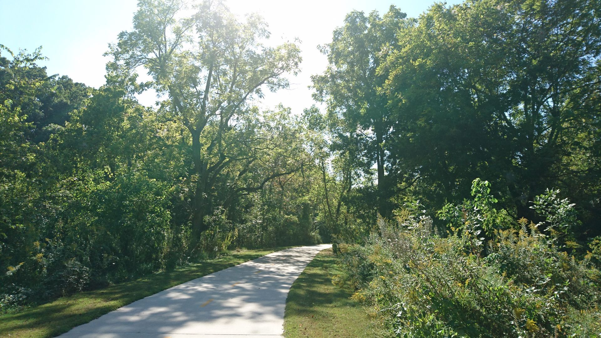 Concrete path winds through a sunny wooded area.
