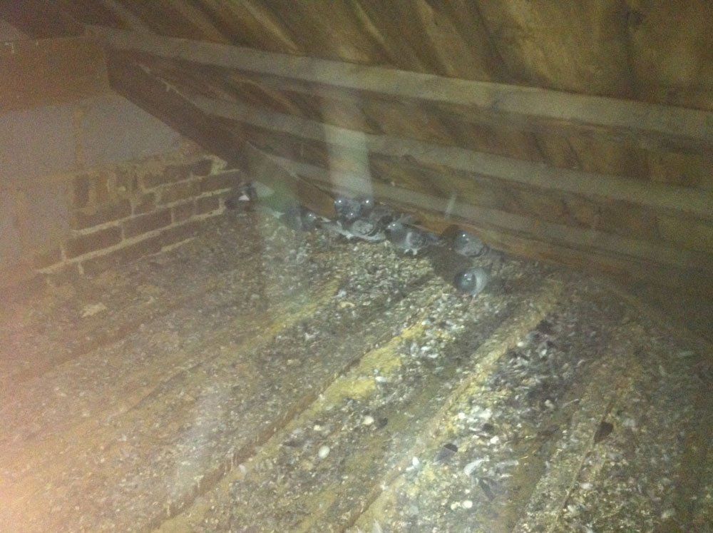 attic pigeon removal before