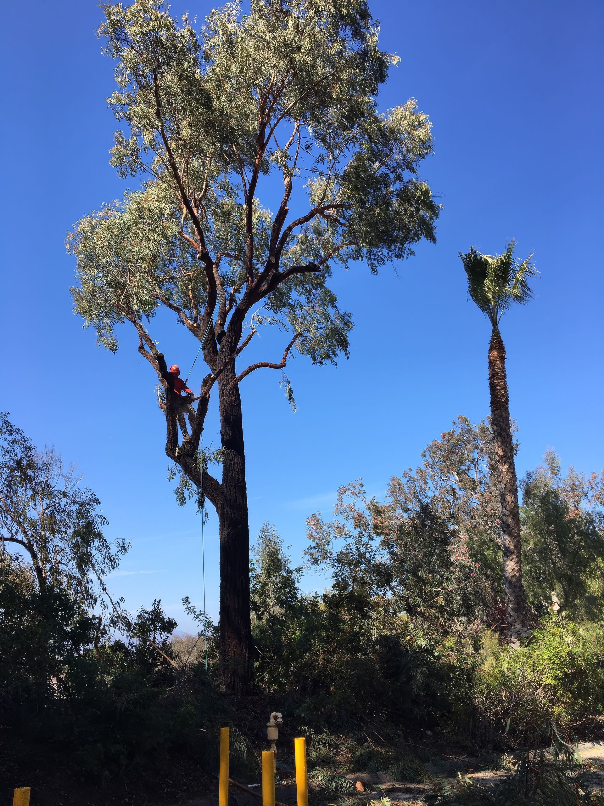 A man is climbing a tree to trim it safely