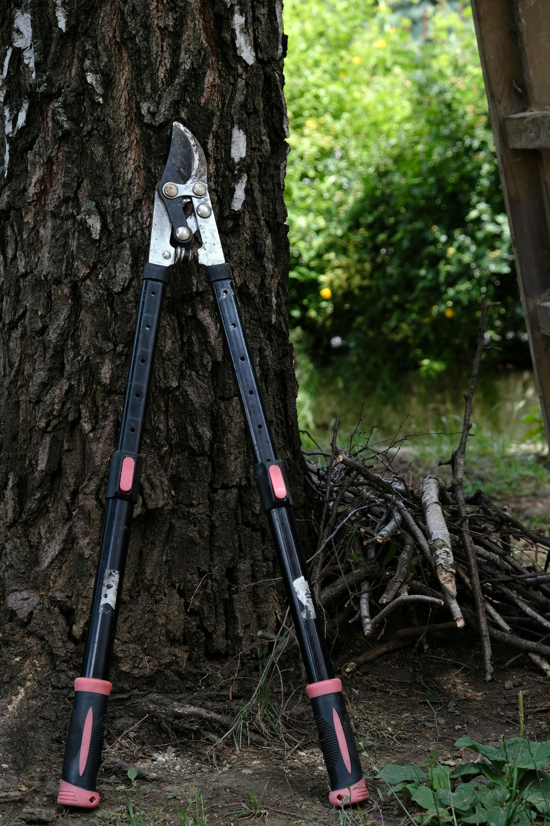 Long-handled pruning shears leaning against a tree trunk in a yard setting.