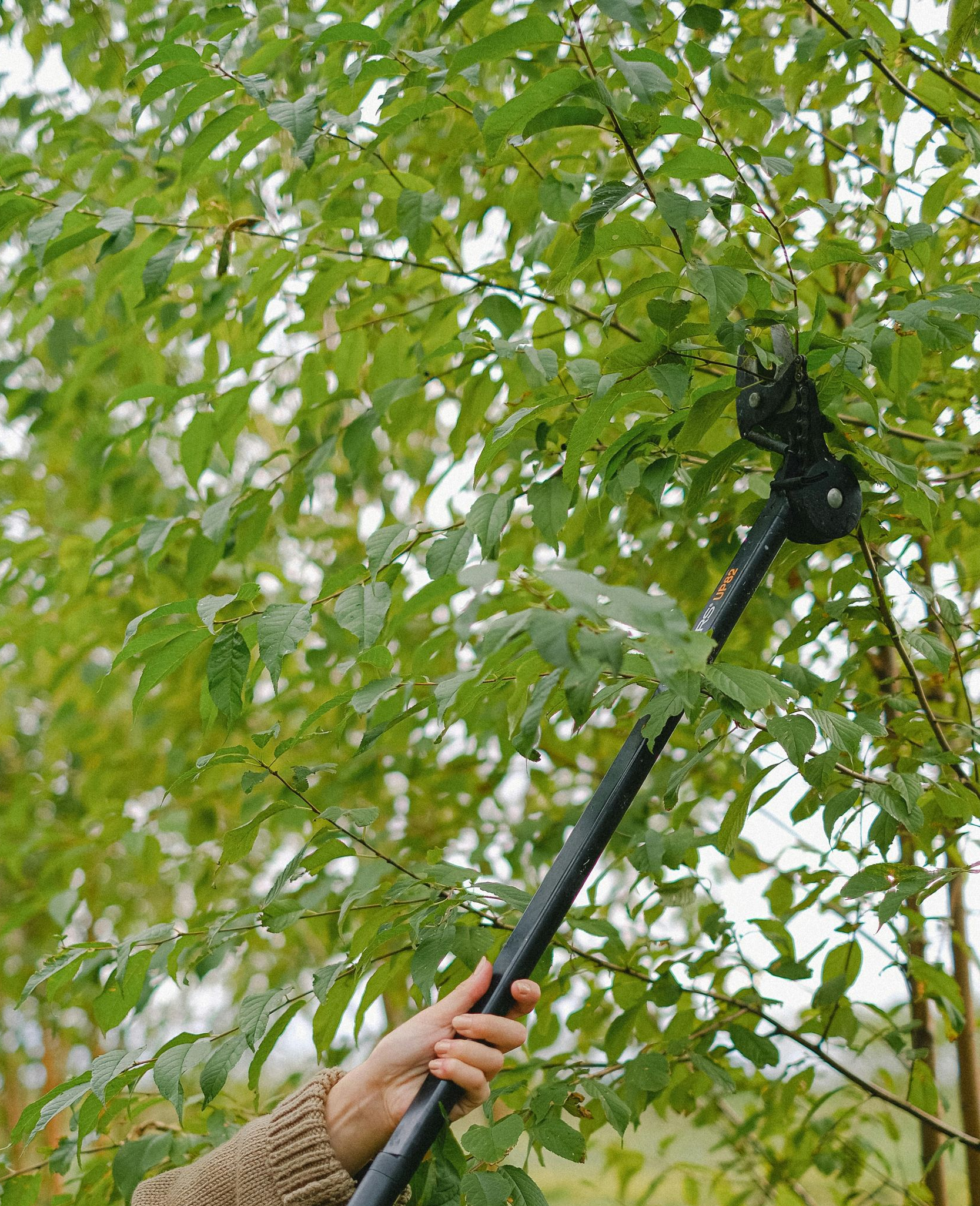 Person pruning tree branches with a long-handled tool, leaves are green.