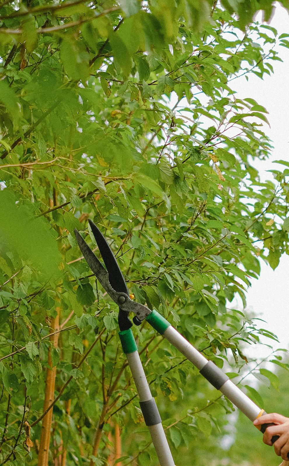 Person pruning a tree with long-handled shears; green leaves and branches visible.