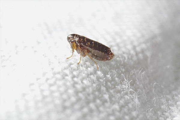 Pest Exterminator | Henderson, NC | Whitco Bug Warriors