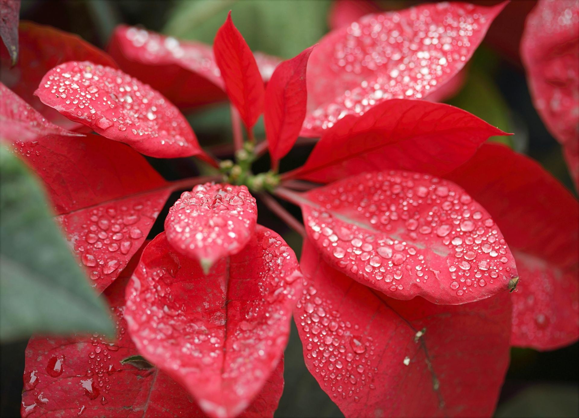 Poinsettia