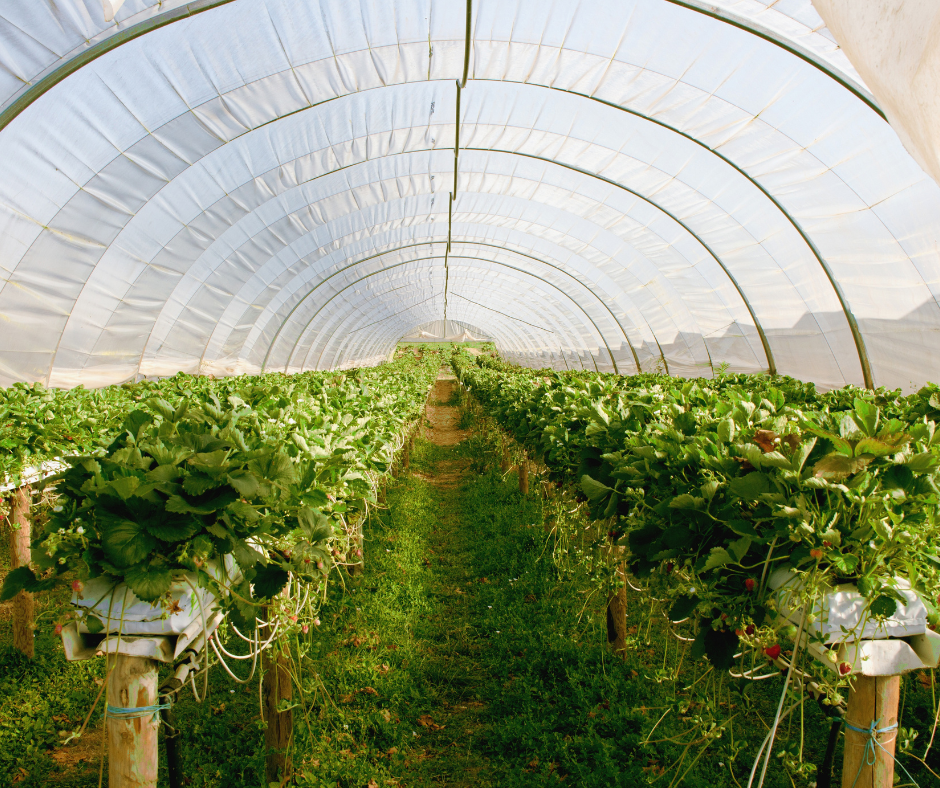 inside view of a greenhouse relying on carbon dioxide for greenhouse enrichment