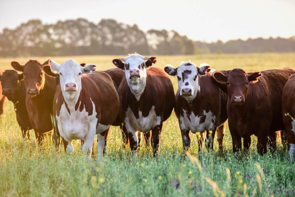 A Herd of Brown and White Cows Standing in A Grassy Field — Hazells Farm & Fertilizer Services in Taminda, NSW