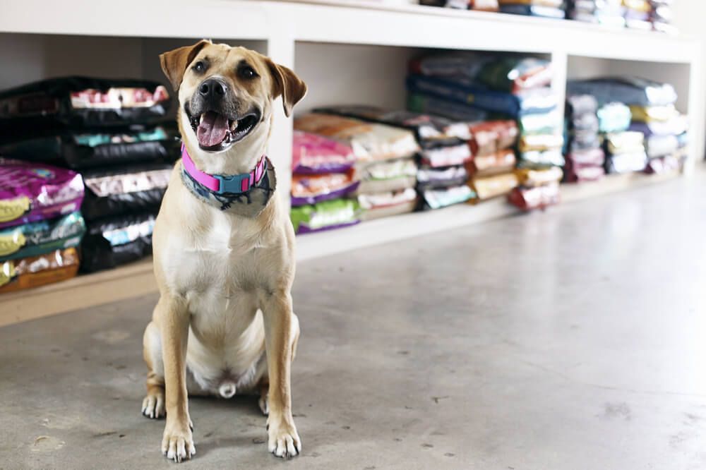 A Dog Is Sitting in Front of A Shelf Full of Dog Food — Hazells Farm & Fertilizer Services in Taminda, NSW