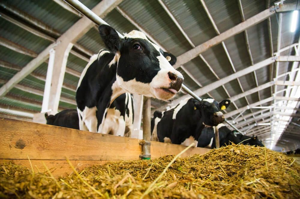 A Black and White Cow Is Standing Next to A Pile of Hay in A Barn — Hazells Farm & Fertilizer Services in Taminda, NSW