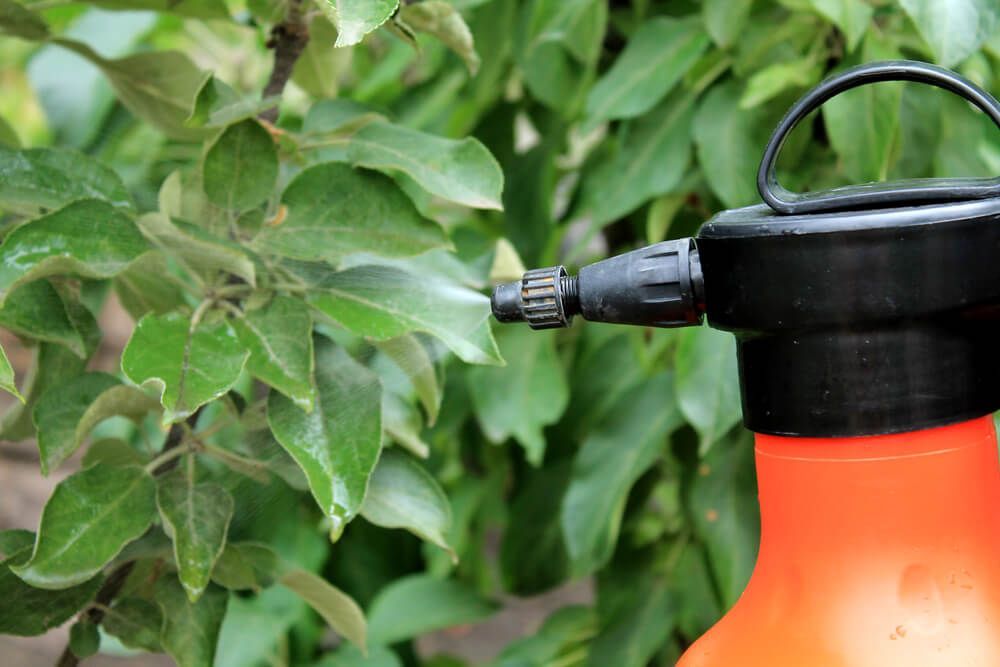 A Spray Bottle Is Spraying Leaves of A Tree — Hazells Farm & Fertilizer Services in Taminda, NSW