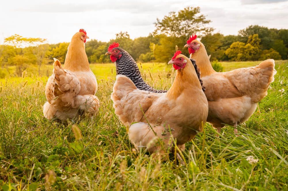 A Group of Chickens Are Standing in A Grassy Field — Hazells Farm & Fertilizer Services in Taminda, NSW
