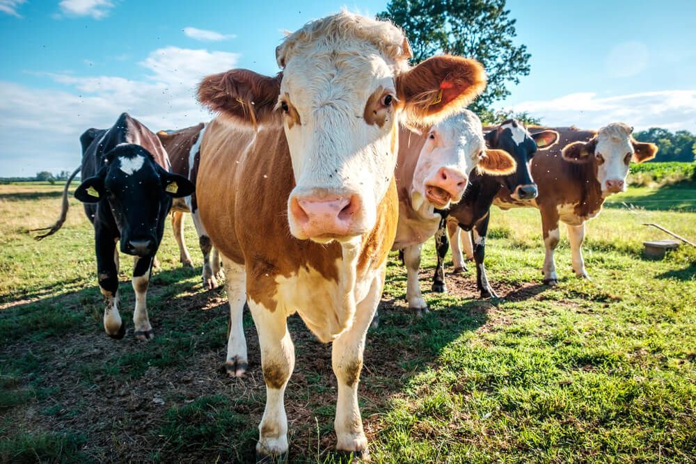 A Herd of Cows Standing in A Grassy Field Looking at The Camera — Hazells Farm & Fertilizer Services in Taminda, NSW