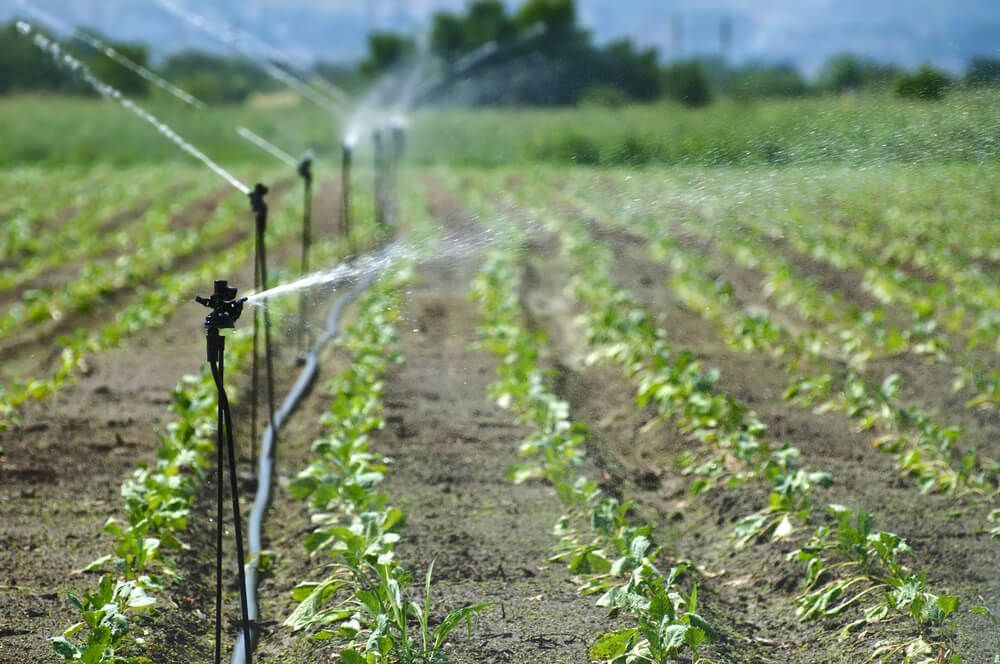 A Sprinkler Is Spraying Water on A Field of Plants — Hazells Farm & Fertilizer Services in Taminda, NSW