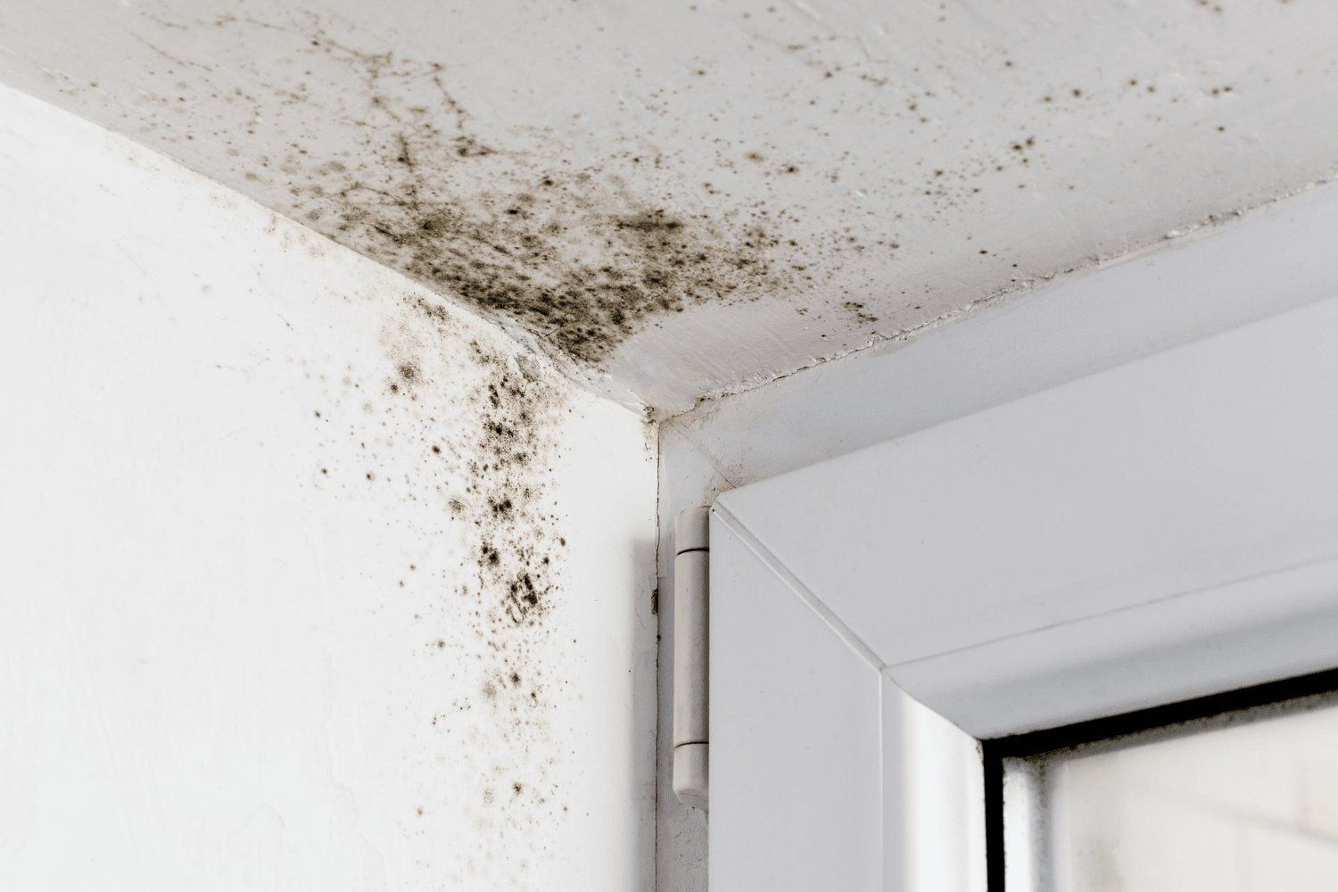 mold removal services