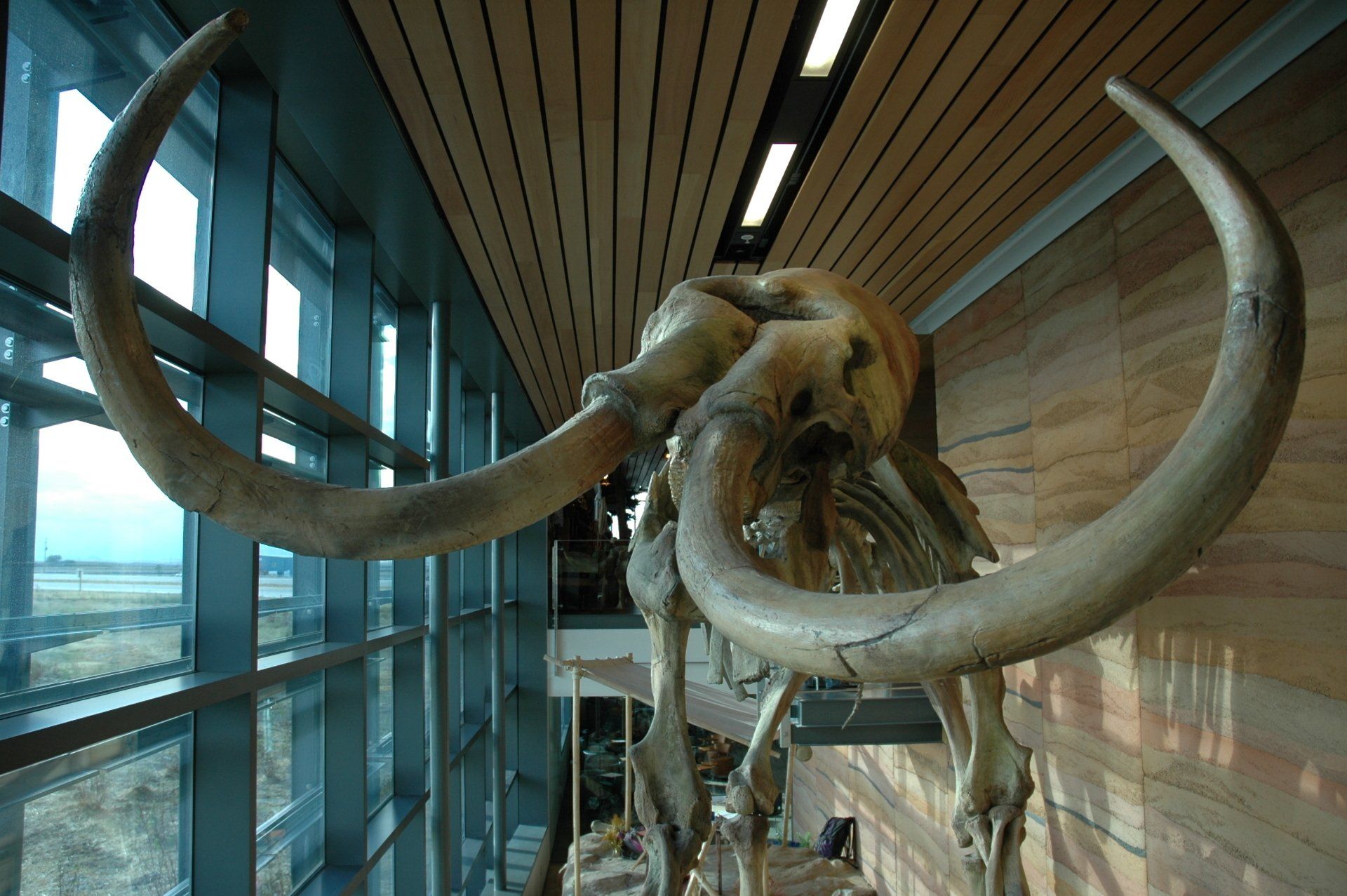 large wooly mammoth skeleton view from front with tusks