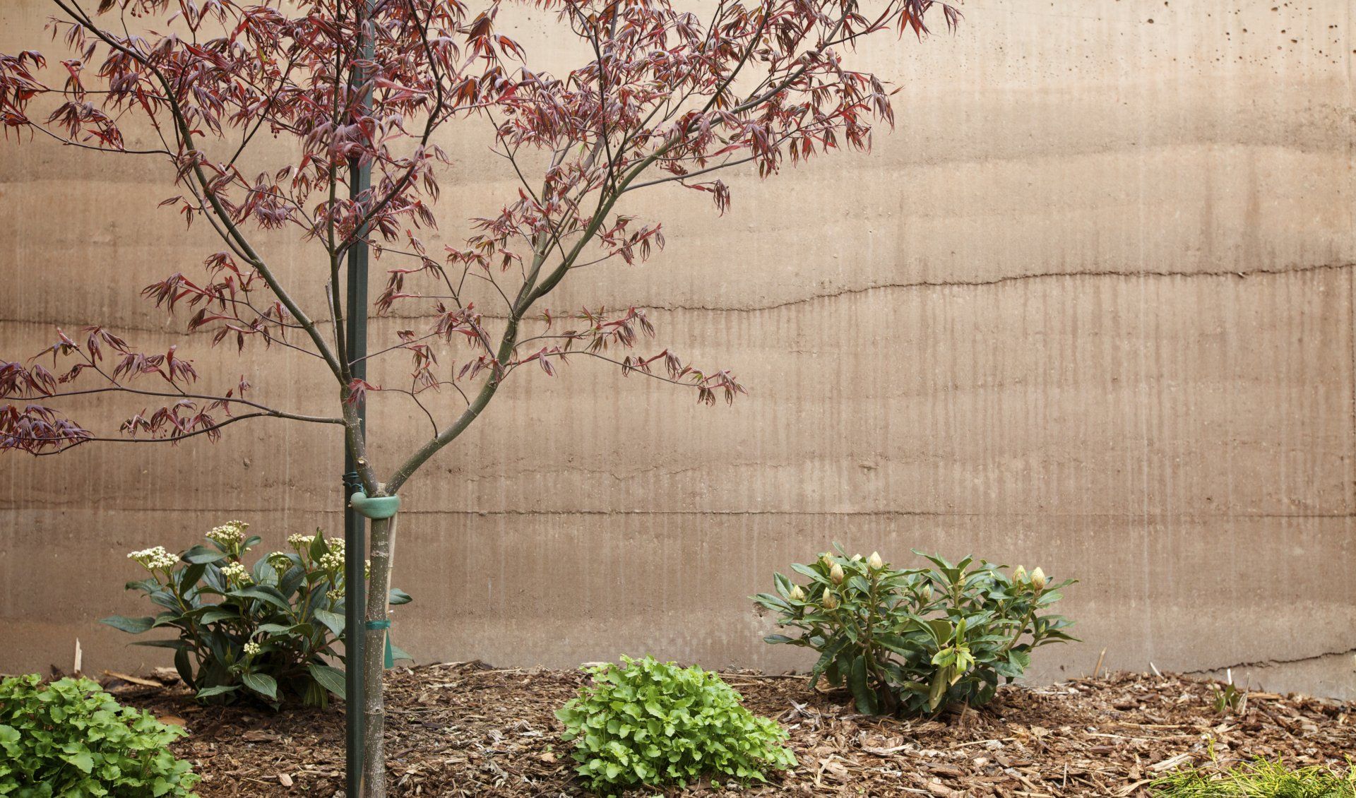 rammed earth SIREWALL with  landscaping - tree, shrubs, and mulch