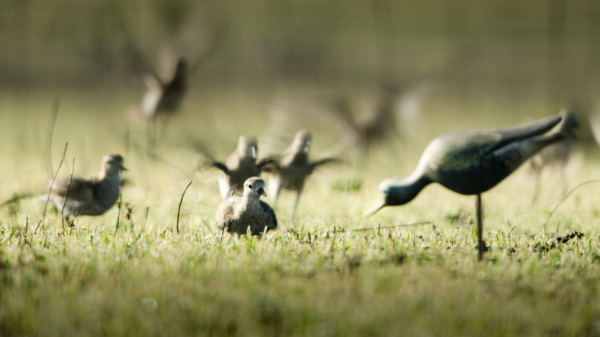 American Golden-Plovers Decoyed to Mark McNair Decoy