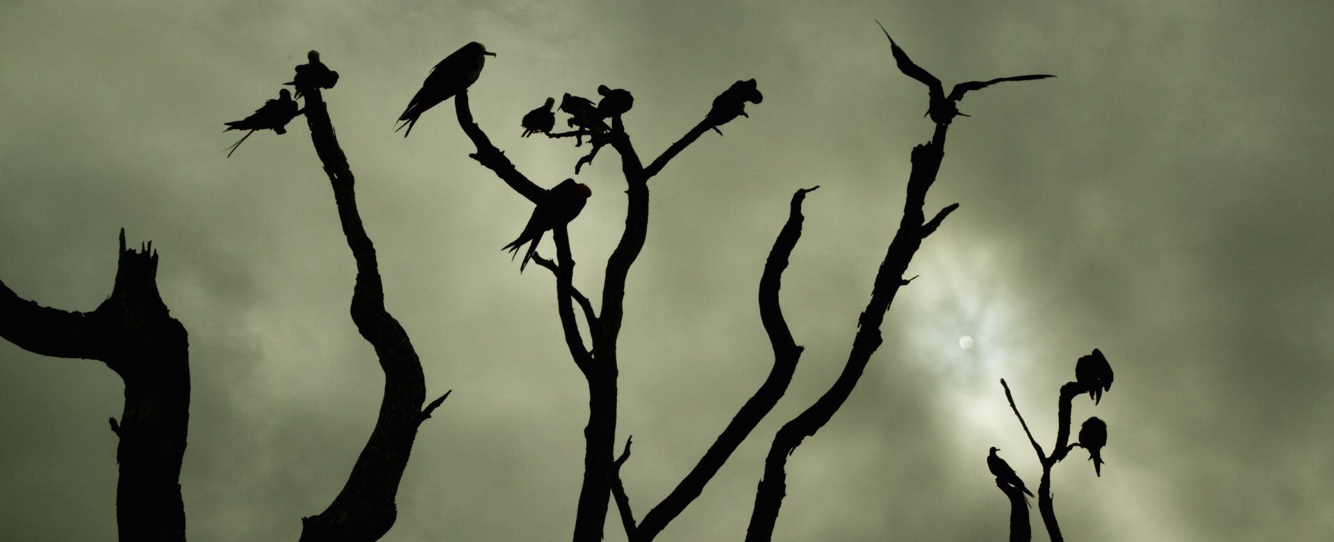Frigate Birds at Roost in Dead Mangroves in Yucatan