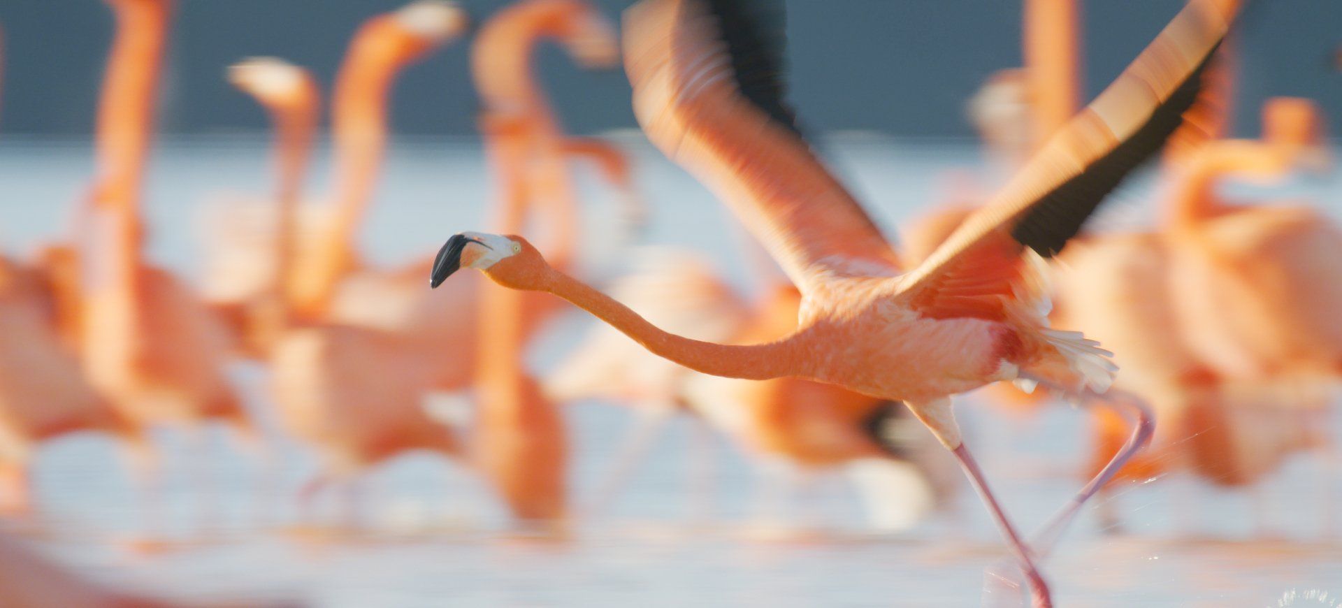 Caribbean Flamingo Takes Off from the Yucatan