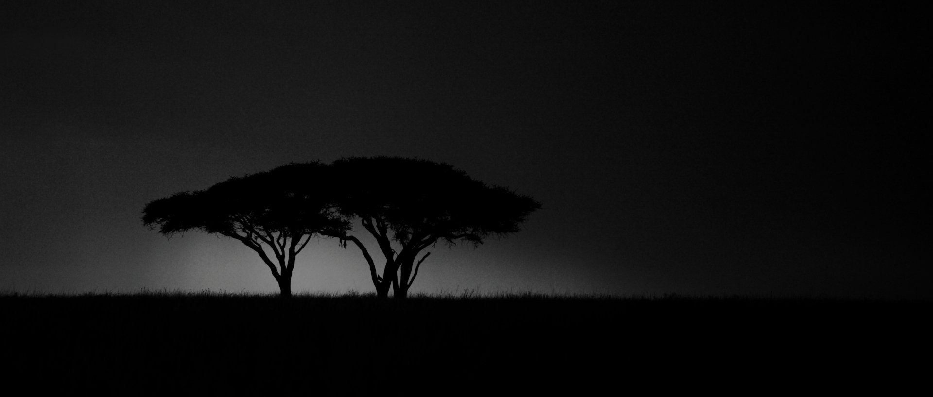 Serengeti Acacias in Tanzania