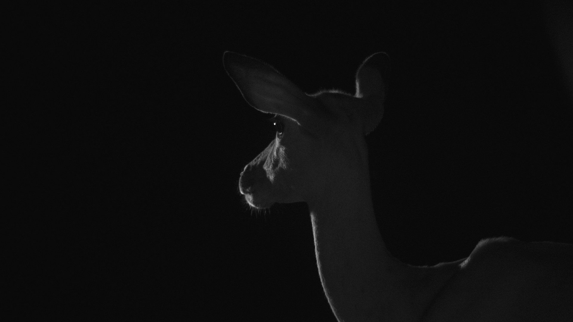 Zambia Impala - Shot in Pitch Black with IR lighting