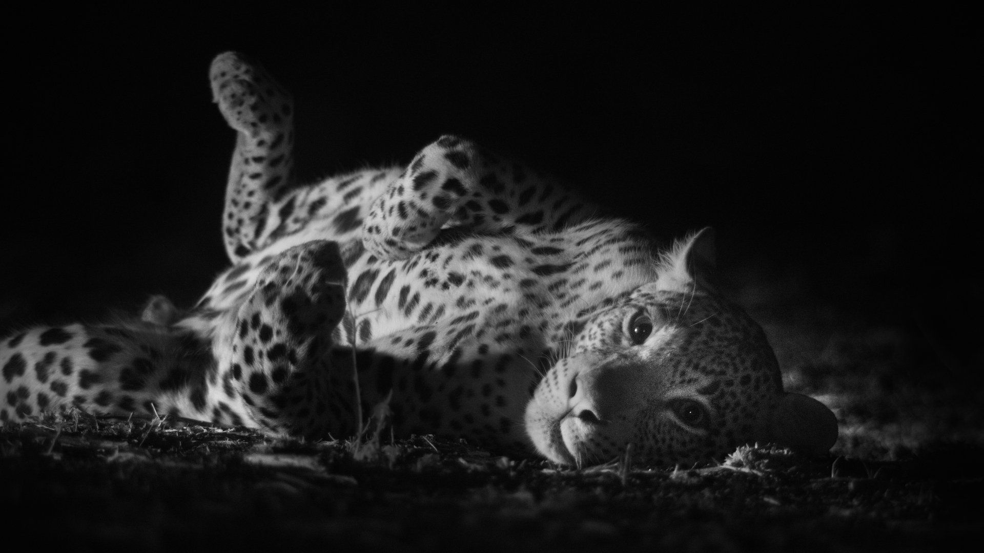 Zambia Leopard - Shot in Pitch Black with IR Lighting