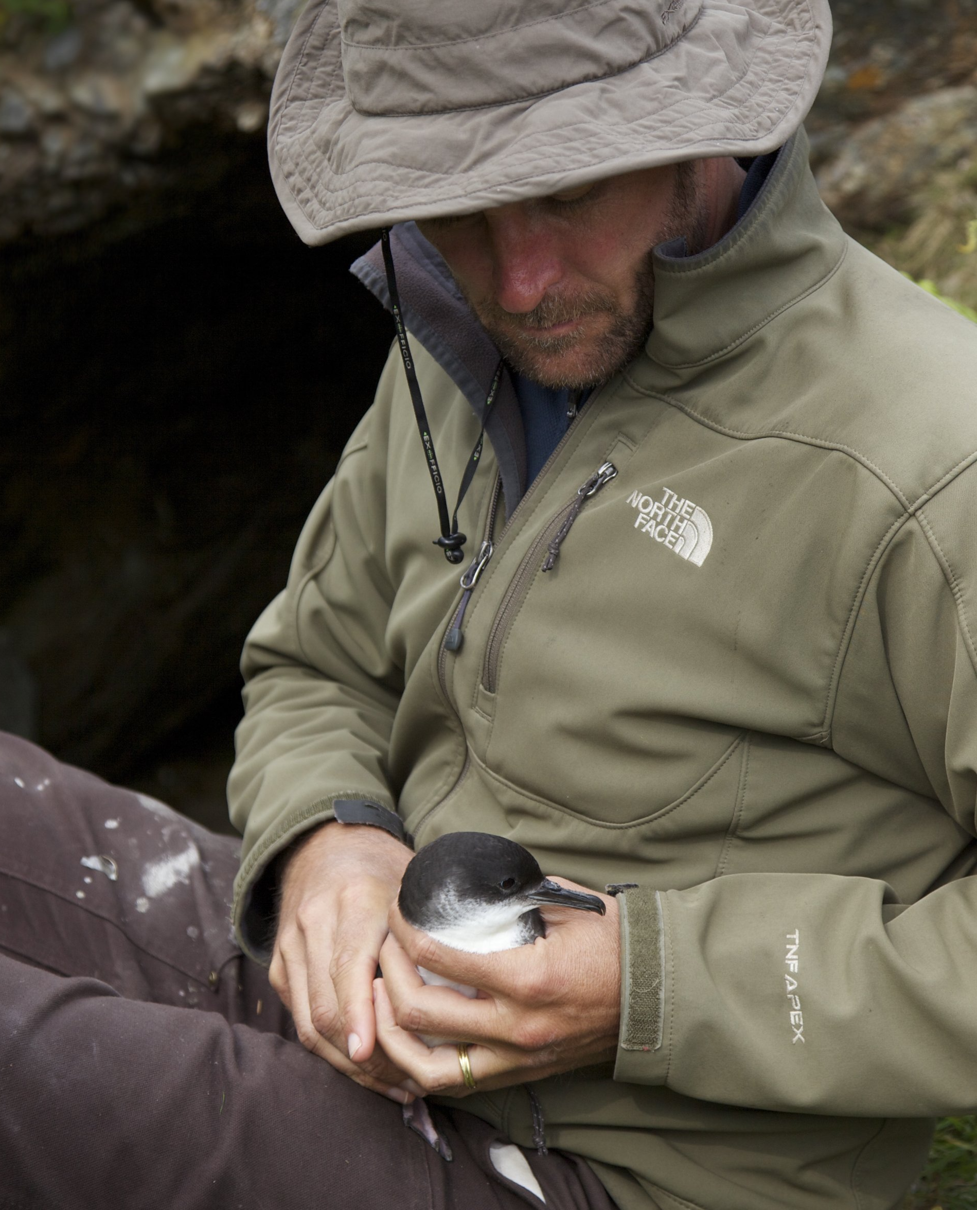 matthew aeberhard holding a manx shearwater