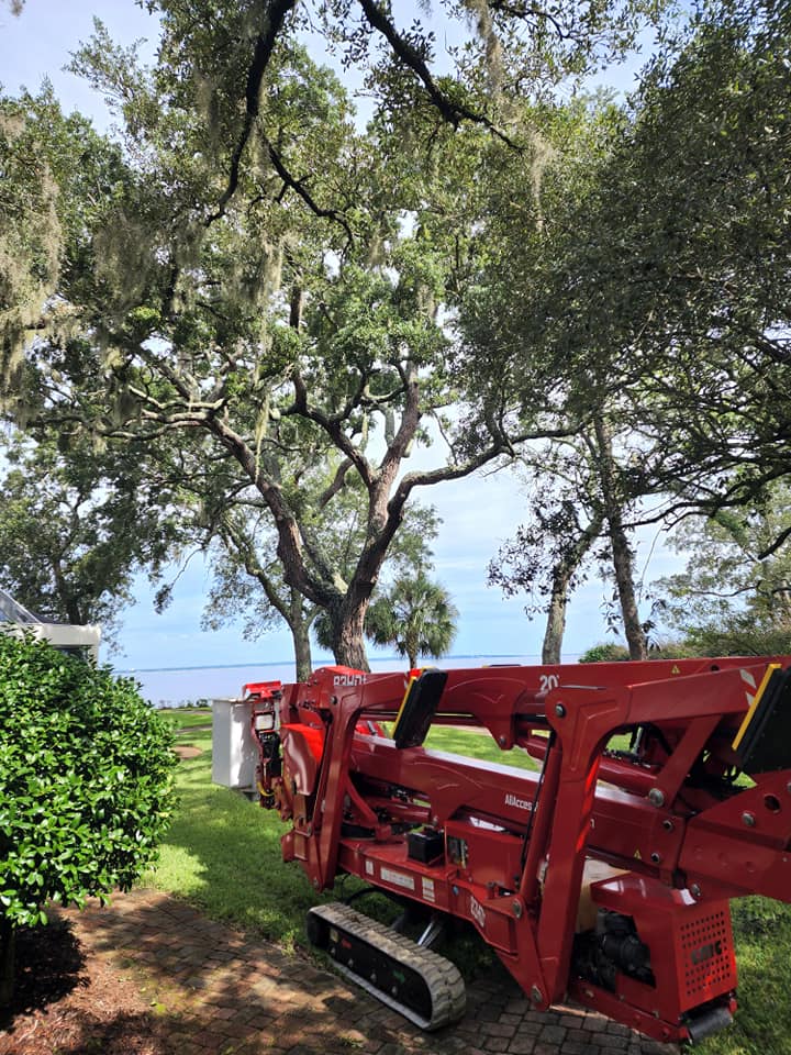Tree With Sky - Mary Esther, FL - TATES Tree Service