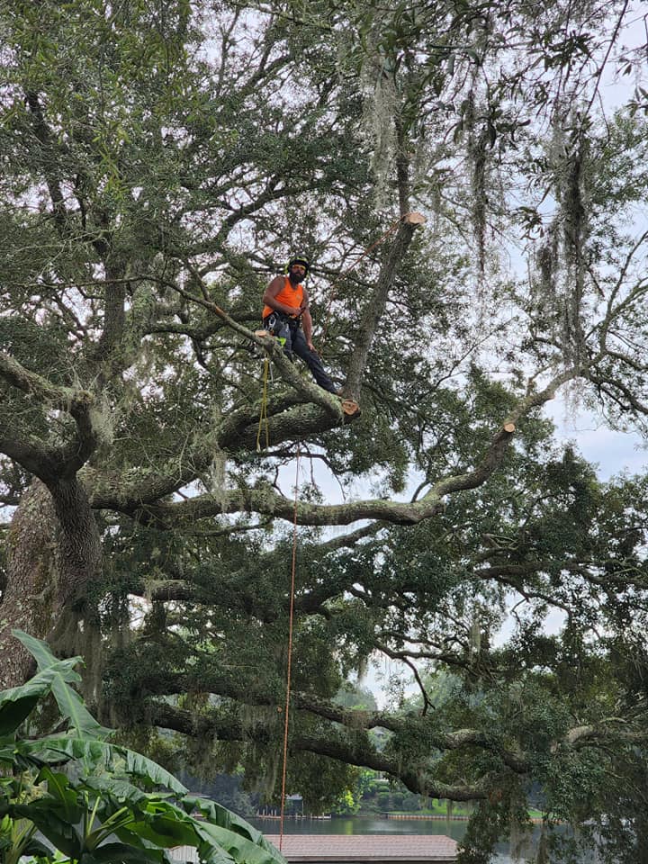 Man Working - Mary Esther, FL - TATES Tree Service
