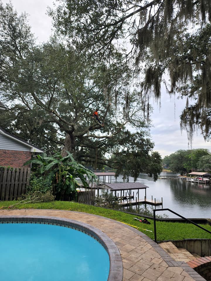 Tree With Swimming Pool - Mary Esther, FL - TATES Tree Service
