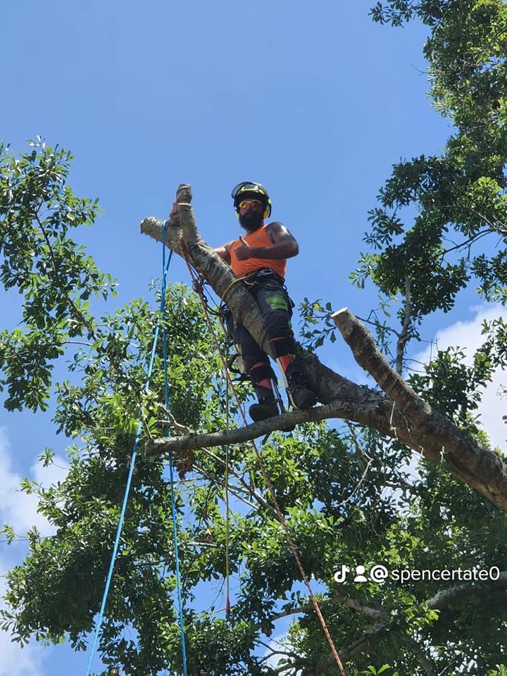 Worker On Tree - Mary Esther, FL - TATES Tree Service