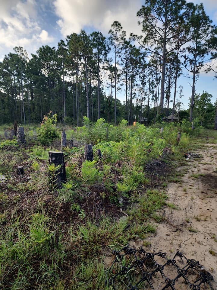 Tree Stump - Mary Esther, FL - TATES Tree Service