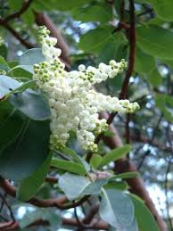 White Madrone Blossoms