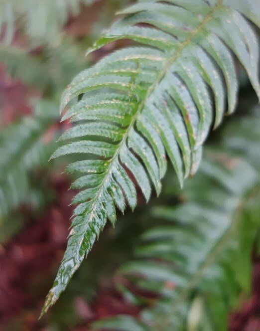Close up of Green Fern