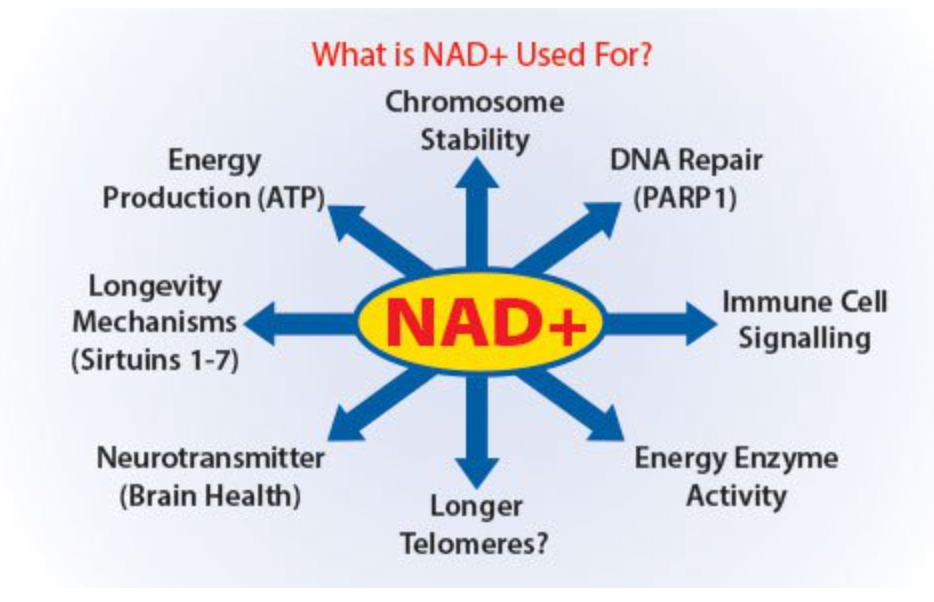 A diagram showing what is nad + used for