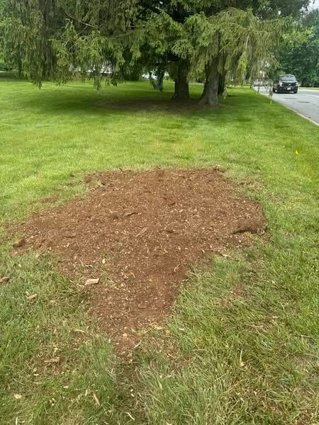 Brown mulch patch in a grassy yard under a large tree, near a road.