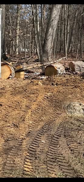 Logs and tire tracks in a muddy forest clearing, with bare trees in the background.