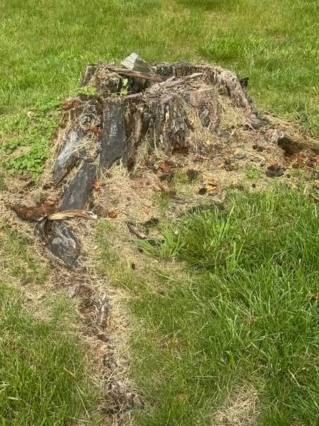 Tree stump in grassy field, surrounded by green grass and decaying wood.