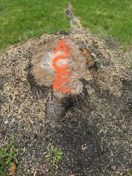 Tree stump with orange markings, surrounded by mulch and grass.