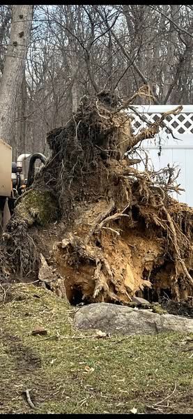 Uprooted tree with exposed roots and dirt in a grassy yard, near a white fence, with bare trees in the background.