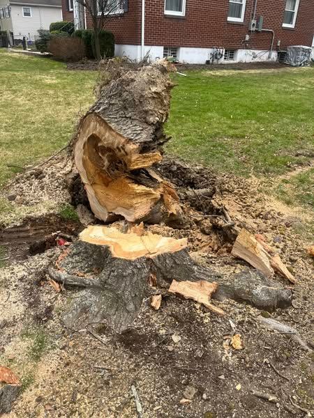 Tree stump with large hollowed-out section and scattered woodchips in a grassy yard.