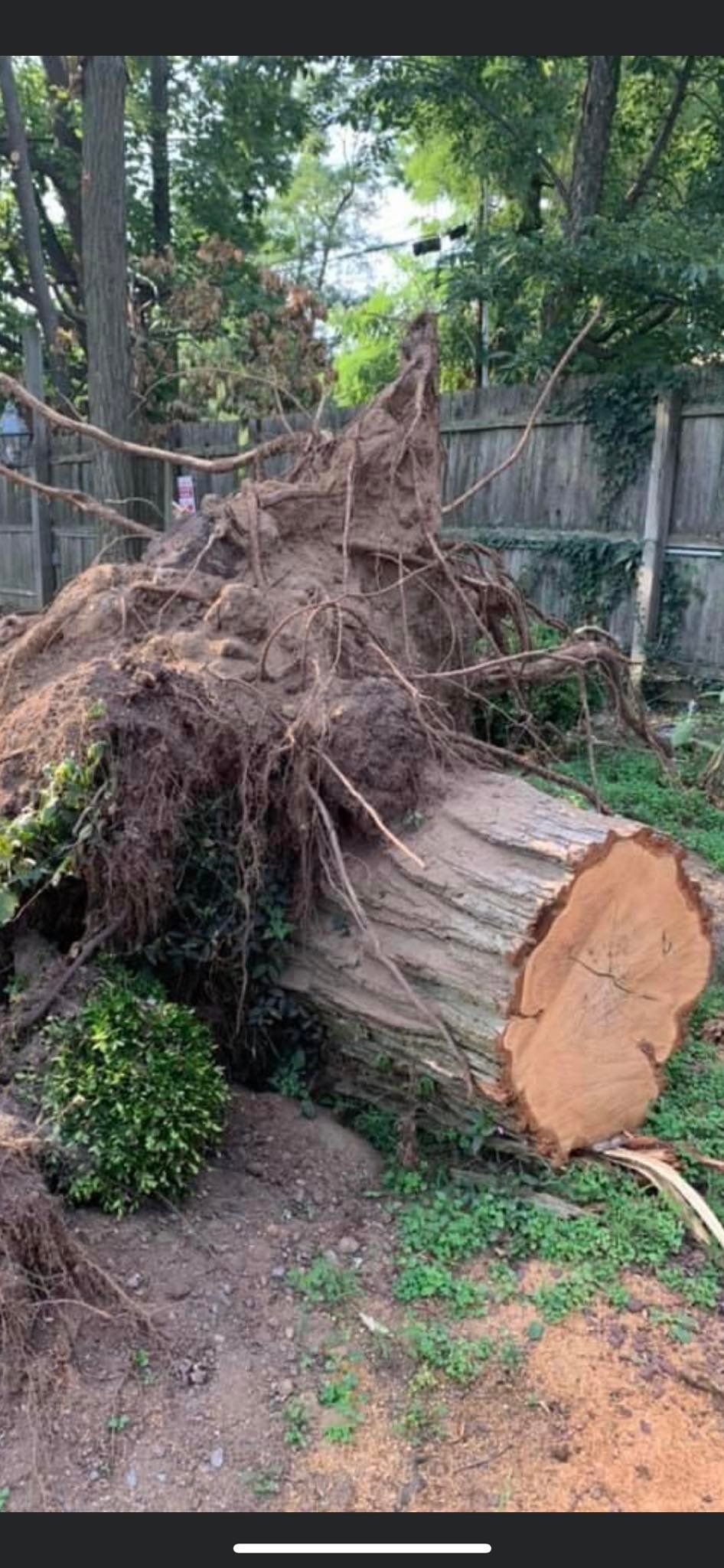 Fallen tree trunk in a backyard, roots exposed, next to a wooden fence.