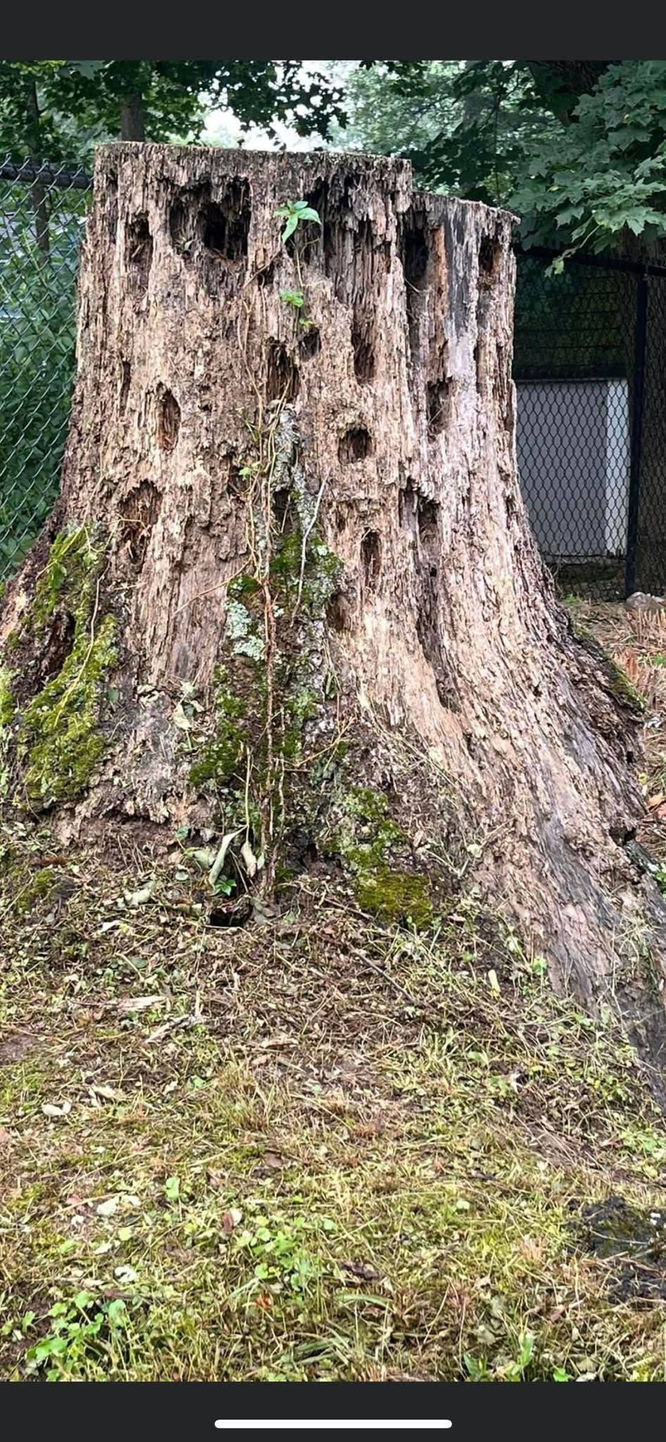A weathered tree stump with many holes in it, surrounded by foliage. A chain-link fence is behind it.