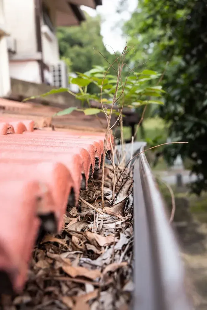 Roof gutter filled with dry leaves and small plants, next to a red roof.