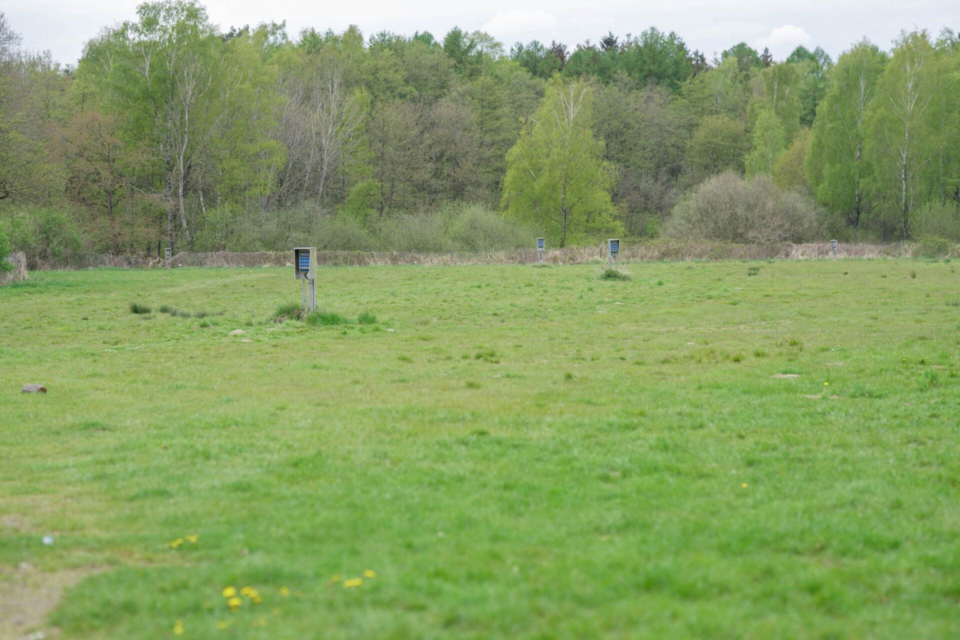 Grünes Feld mit Bäumen im Hintergrund; bedeckter Himmel.