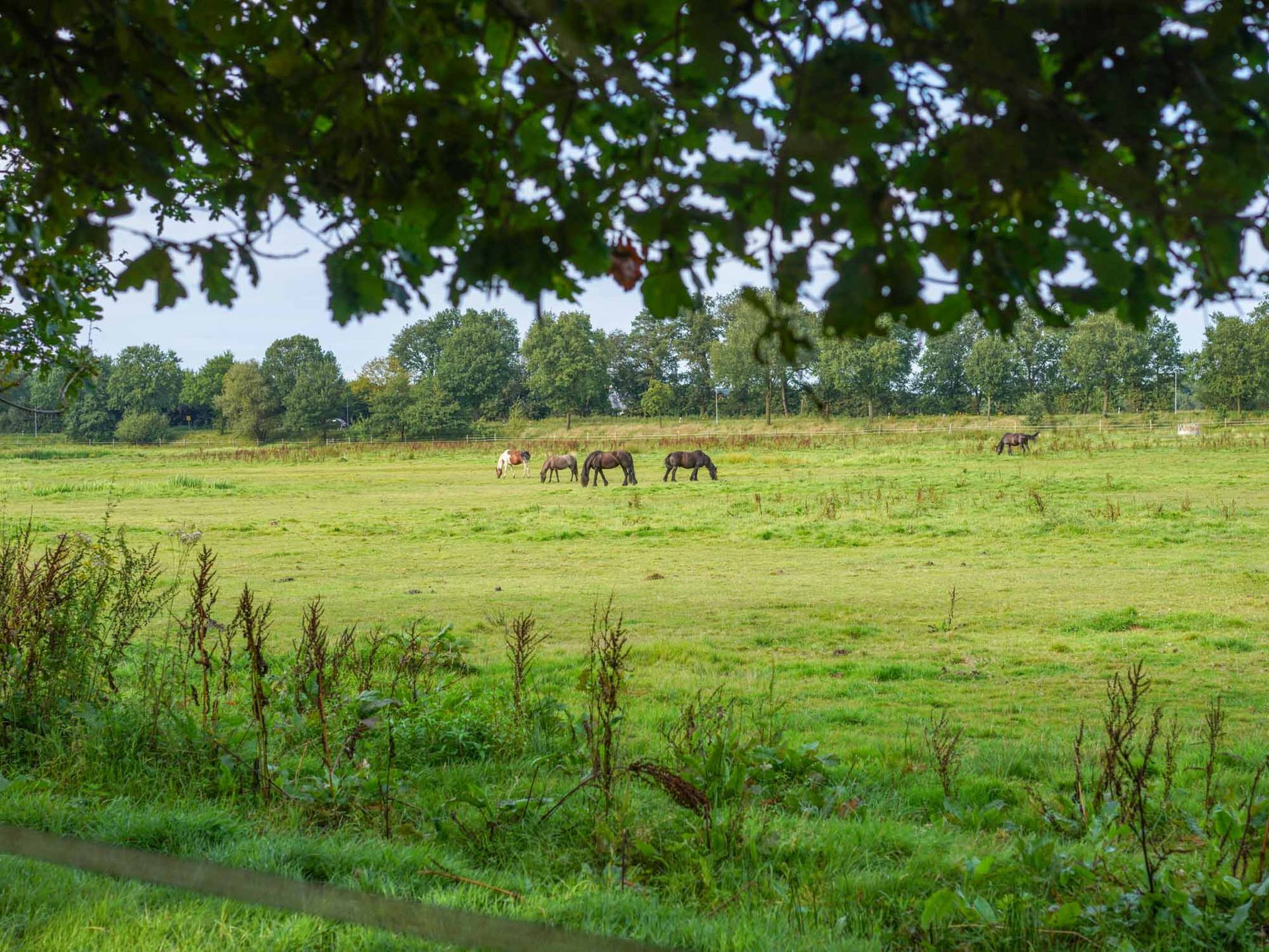 Pferde grasen auf einer grünen Wiese unter einem Baum, am Horizont ist eine Baumreihe zu sehen.