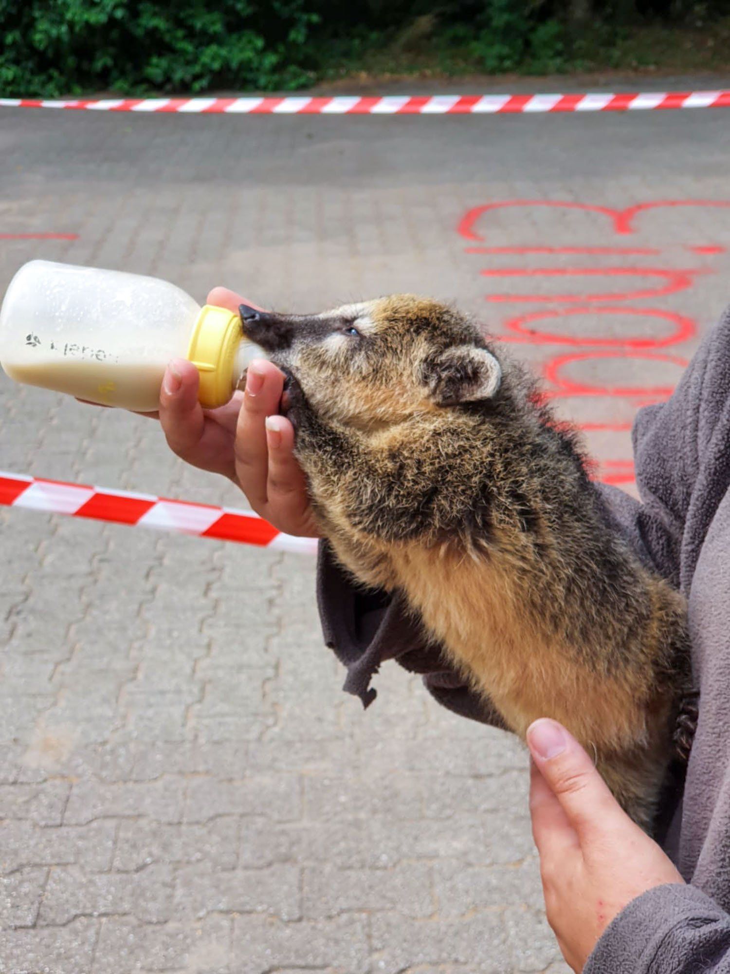 Nasenbär wird im Freien von einer Person mit der Flasche gefüttert. 