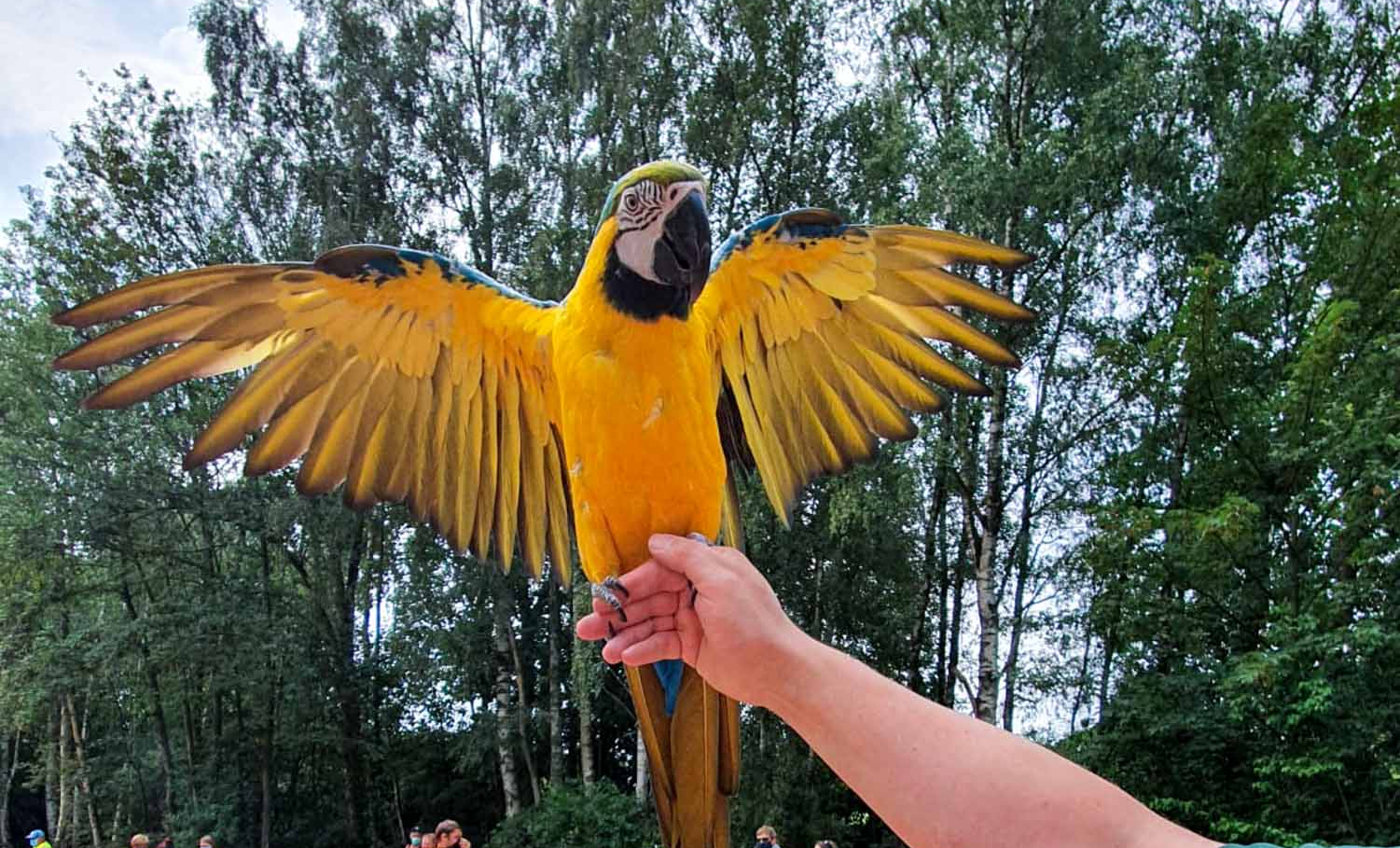 Ara mit ausgebreiteten Flügeln, der im Freien auf der Hand einer Person sitzt.